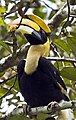 Pied Hornbill 2 by N A Nazeer