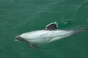 Hector's dolphins have a unique rounded dorsal...