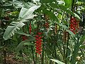 코스타리카 식물원의 Heliconia rostrata