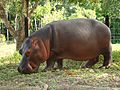 2016年10月5日 (水) 20:29時点における版のサムネイル