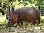 L'hippopotame Vanessa, recueillie par le zoo du parc de l'hacienda Nápoles.