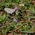 Hygrophila serpyllum в Хайдарабаде.