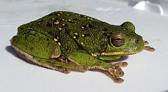 Hyla gratiosa, male barking treefrog