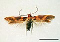 March 11: the moth Hyposmochoma inversella