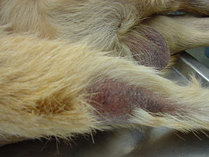 Alopecia on the tail typical of canine hypothy...