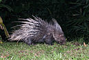 Hystrix brachyura, Malayan porcupine.jpg