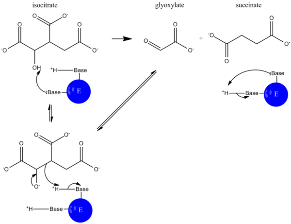 ICL-catalyzed reaction