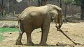 Afrikanischer Elefant (Loxodonta africana)