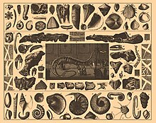 Illustration of fossils from Brockhaus and Efron's Encyclopedic Dictionary (1890--1907) Iconographic Encyclopedia of Science, Literature and Art 054.jpg