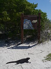 Sign at Tortuga Bay warning people to not disturb the marine iguanas and keep a distance of at least 2 m (6.6 ft) Iguana marina negra en Tortuga Bay.jpg