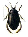 Ilybius chalconatus01. jpg