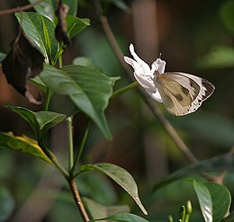 Bengalinis kavamedis (Coffea benghalensis) krūmas