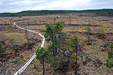 Moorland in Isosuo, Huittinen