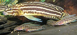 Julis (Julidochromis regani)