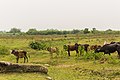 तखुनका लघुचित्र १२:३३, ३ मई २०१६