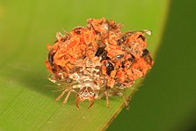 Lacewing larva, Everglades National Park, Homestead, Florida.jpg