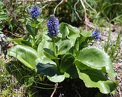 ウルップソウ（得撫草、学名：Lagotis glauca Gaertn. ）、白馬岳の高山帯（長野県白馬村、2015年7月31日）にて