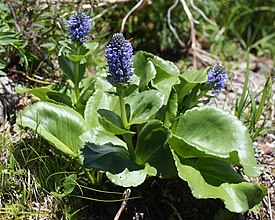 Лаготис сизый (Lagotis glauca)