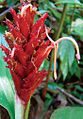 June 3: The ginger Larsenianthus assamensis