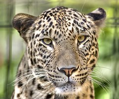 Leopard---Panthera-pardus-saxicolor---Face---(Gentry)