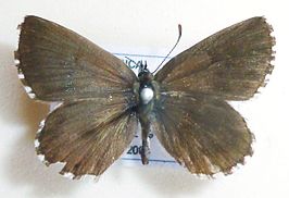 Lepidochrysops robertsoni