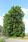 Linde (Tilia sp.)