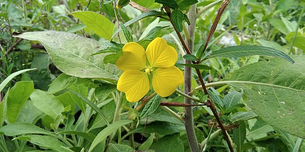 Ludwigia octovalvis