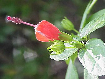 Fleur de mauve arborescente (Malvaviscus arboreus). (définition réelle 640 × 480*)