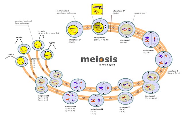 http://upload.wikimedia.org/wikipedia/commons/thumb/5/54/Meiosis_diagram.jpg/640px-Meiosis_diagram.jpg