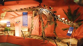 Reconstituição de dinossáurio com fósseis foram encontrados em Miragaia