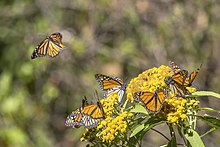 Overwintering
Piedra Herrada, Mexico Monarch butterflies (Danaus plexippus plexippus) Piedra Herrada 2.jpg