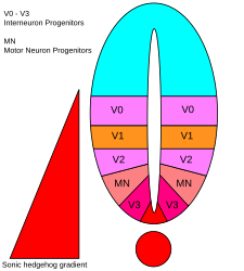 Representació de dominis dels tipus de cèl·lules neuronals ventrals al tub neural