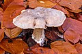 Image 14 Clitocybe nebularis Photograph credit: Dominicus Johannes Bergsma Clitocybe nebularis, commonly known as the clouded agaric or the cloud funnel, is a common gilled fungus that grows both in conifer-dominated forests and broad-leaved woodland in Europe and North America. This C. nebularis mushroom was photographed growing among fallen beech leaves in Famberhorst nature reserve, the Netherlands. More selected pictures