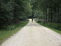 A cycle path in the New Forest