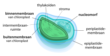 Een door vier membranen omgeven chloroplast met een nucleomorf.