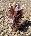 Orobanche cooperi 1. jpg