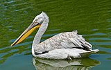 Cirtainais pelikāns