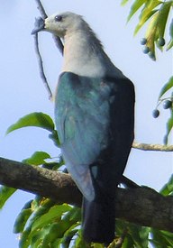 State Bird of Solomon Islands
