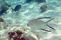 A palometa seen off the coast of Bonaire