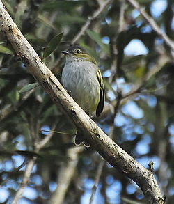 Mistelinapsija (Zimmerius vilissimus)