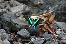 Papilio blumei en vol
