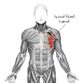 تصغير للنسخة بتاريخ 03:07، 6 يناير 2008