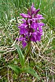 Dactylorhiza traunsteineri. Habitus