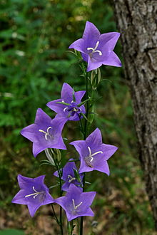 Campanula persicifolia