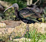 zwarte ibis