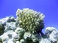 Pocillopora verrucosa