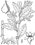 Botanical illustration of Polygonum erectum