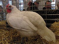 Poule poule d'Alsace blanc