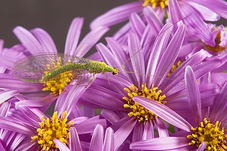 Chrysopidae, by JJ Harrison