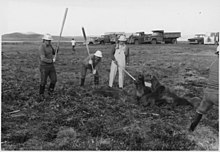 Seals being clubbed Seals being clubbed - NARA - 297115.jpg